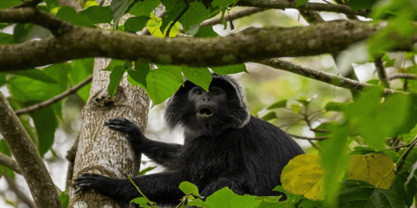 Tetebatu: Rice Fields, Waterfall, & Monkey Forest Day Tour - Monkey Forest: Black Monkeys in Their Own Time