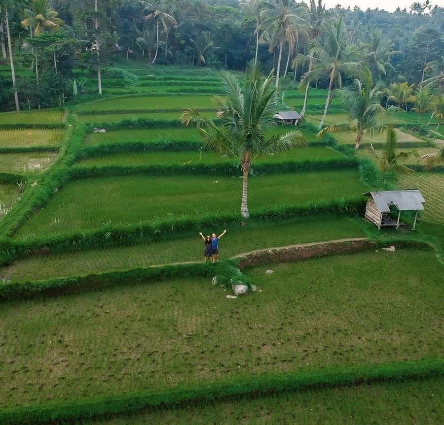 Tetebatu : Walk on Rice Terrace, Waterfall and Black Mongky - Tetebatu: rice terraces and rural Lombok, not just a photo stop