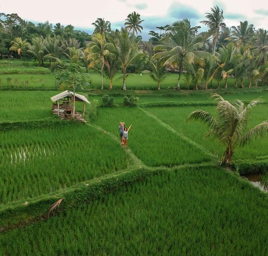 Tetebatu : Walk on Rice Terrace, Waterfall and Black Mongky - Should you book Tetebatu Walk on Rice Terrace, Waterfall and Black Monkey?