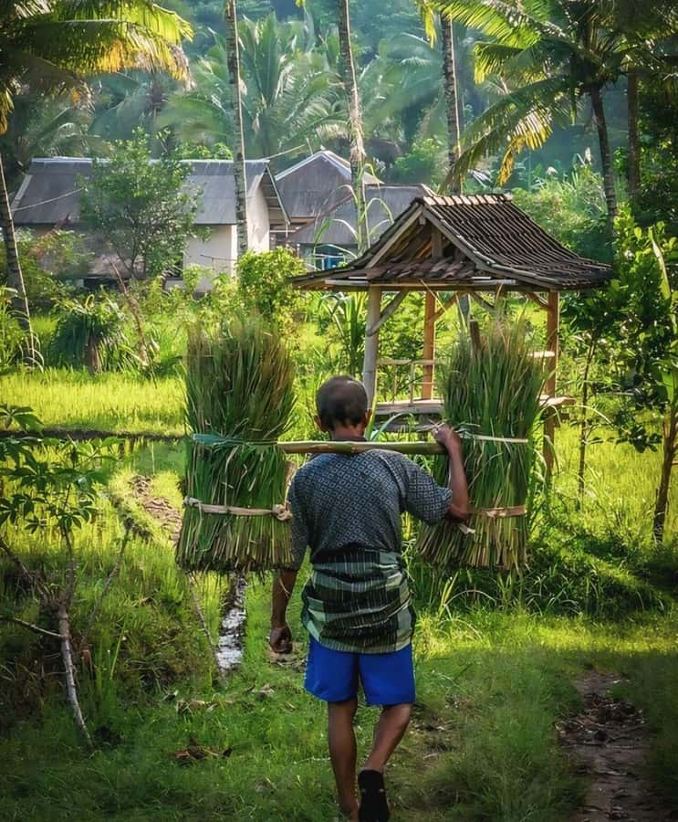 Tetebatu : Waterfall, Rice Fields & Monkey Forest Full day - Tetebatu in one day: rice terraces, monkeys, and a swim
