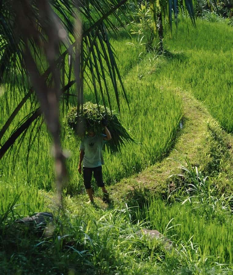 Tetebatu : Waterfall, Rice Fields & Monkey Forest Full day - Walking Tetebatu’s countryside: rice terraces, homes, coffee, and Rinjani views