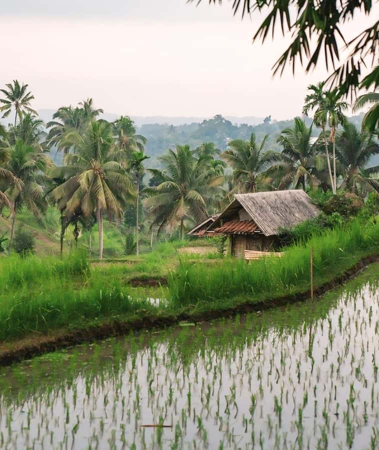 Tetebatu : Waterfall, Rice Fields & Monkey Forest Full day - The hidden waterfall swim: when a river break turns into a highlight
