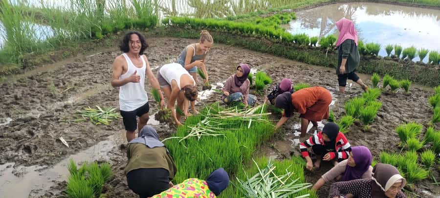 Tetebatu: Waterfalls, Spices, Rice Terrace, Monkey forest - Key things to know before you go