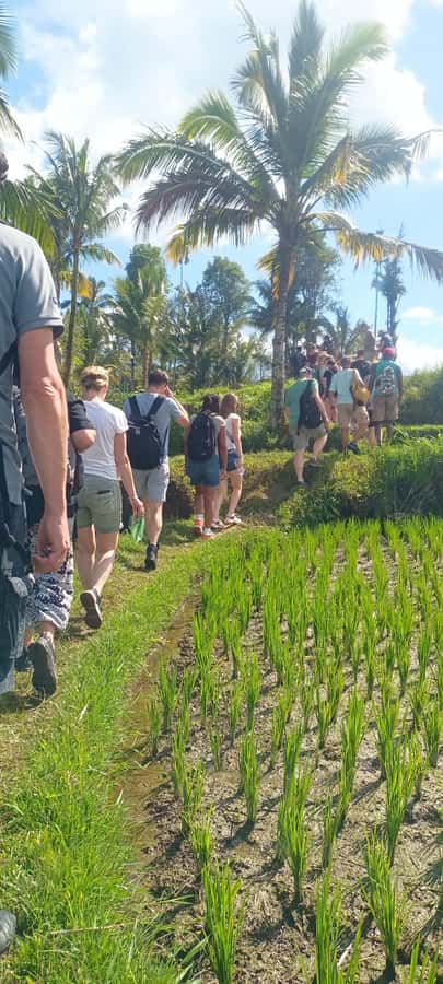 Tetebatu: Waterfalls, Spices, Rice Terrace, Monkey forest - Tetebatu Can Feel Like a Real Day in Lombok