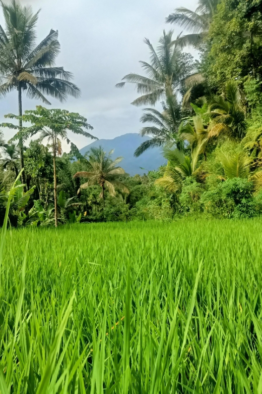 Tetebatu: Waterfalls, Spices, Rice Terrace, Monkey forest - Rice terraces: views plus farming context