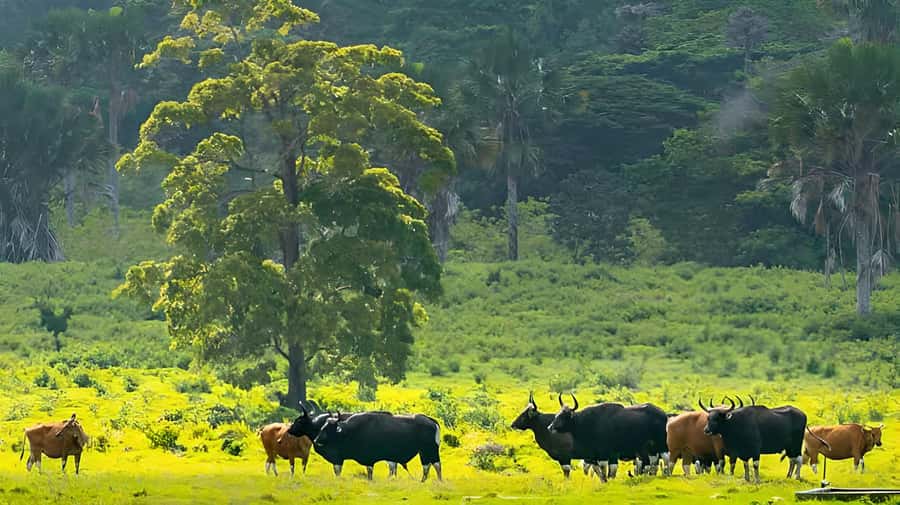 The Authentic Sunset Of Baluran National Park Banyuwangi - Bekol Savana and Padang Savana: where the day turns into the sunset show