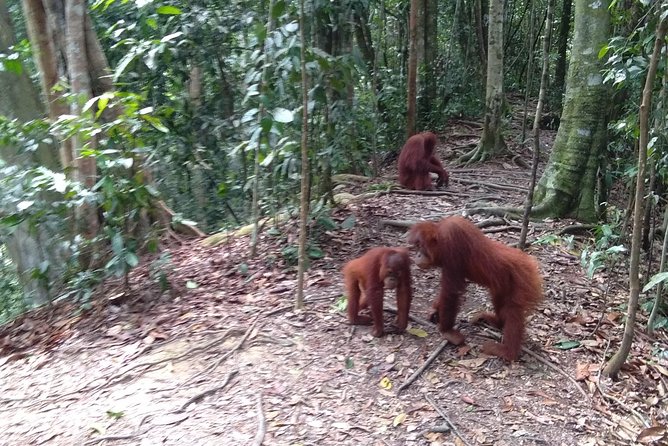 TOUR PACKAGE (jungle trekking, taxi, Room) 4 DAYS 3 NIGHTS in BUKIT LAWANG - From Medan to Bukit Lawang: why the setup matters