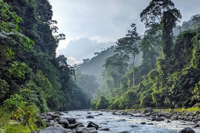 TOUR PACKAGE (jungle trekking, taxi, Room) 4 DAYS 3 NIGHTS in BUKIT LAWANG - Guides and group size: better odds for a great forest day