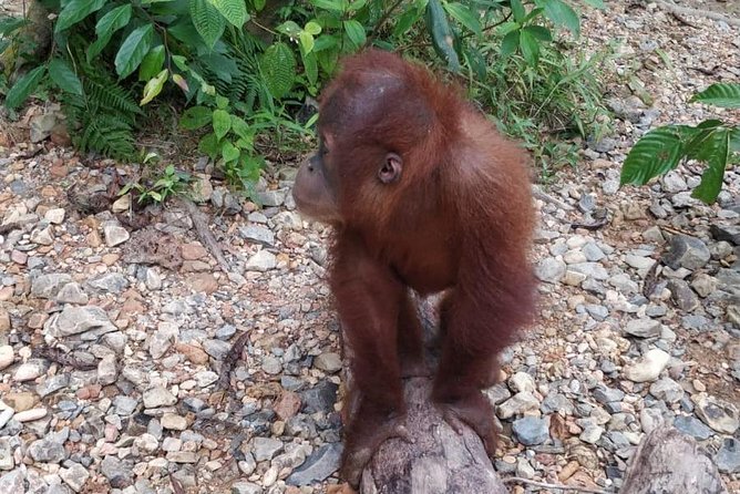 TOUR PACKAGE (jungle trekking, taxi, Room) 4 DAYS 3 NIGHTS in BUKIT LAWANG - Price and value: what $302.02 buys in real terms