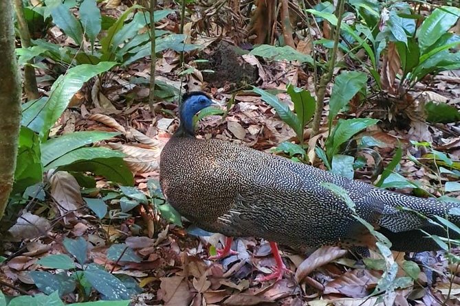 TOUR PACKAGE (jungle trekking, taxi, Room) 4 DAYS 3 NIGHTS in BUKIT LAWANG - What to pack and how to handle jungle days (practical advice)