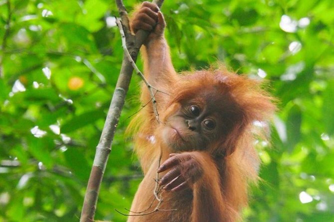 TOUR PACKAGE (jungle trekking, taxi, Room) 4 DAYS 3 NIGHTS in BUKIT LAWANG - Day 2 in Gunung Leuser National Park: wildlife spotting with structure