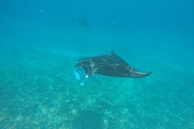 Try Diving in Manta Point - Nusa Penida - Key Things I’d Focus On Before You Go
