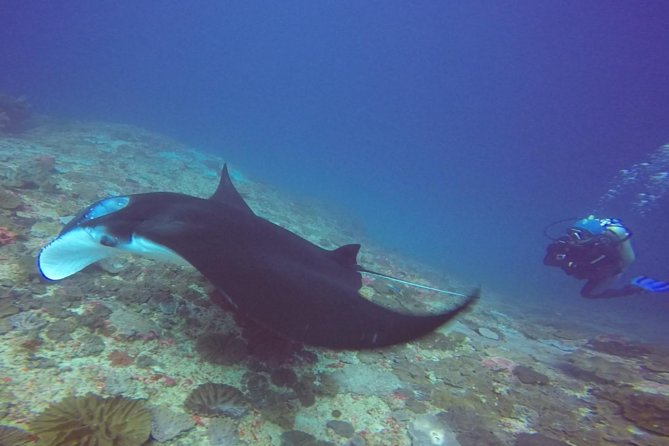 Try Diving in Manta Point - Nusa Penida - What This Try-Scuba Day Really Is (And What It Isn’t)