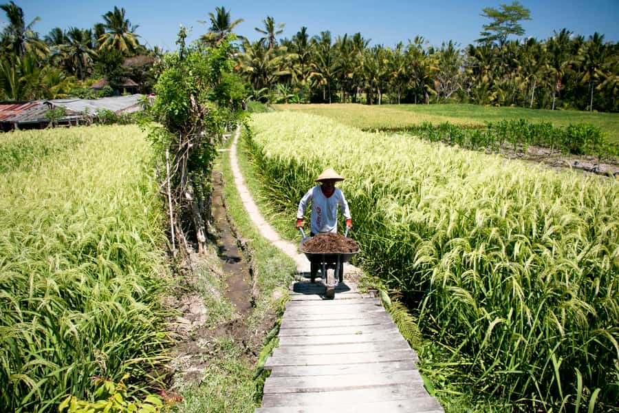 Ubud: 3-Hour Walking Tour with Lunch - What You Pay, and Why It Can Still Feel Like a Deal at $30
