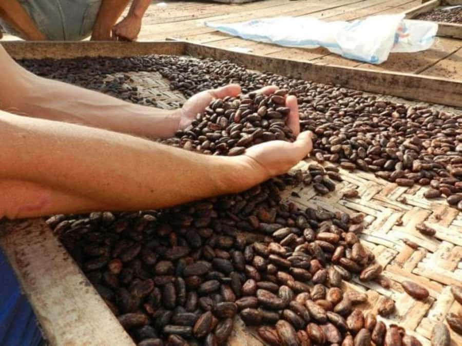 Ubud: Chocolate Workshop, Class & Tasting - Key Highlights Worth Booking for