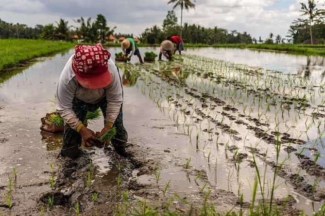 Ubud: Downhill Cycling with Volcano, Rice Terraces, and Meal - The Bikes and Safety Setup That Make Downhill Riding Go Smooth