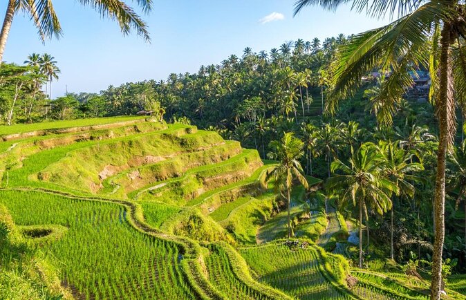 Ubud eBikes Tour to Tegallalang Rice Terrace - Key points before you go