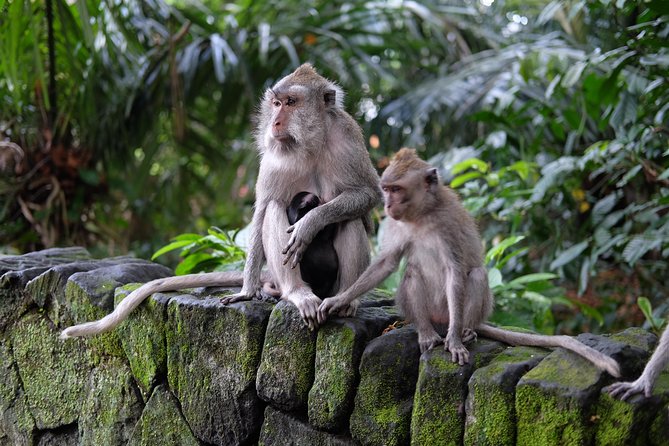 Ubud Experience ; Swing, Waterfalls, Art Market, Rice Terrace - A private Ubud highlights route starting from Kuta
