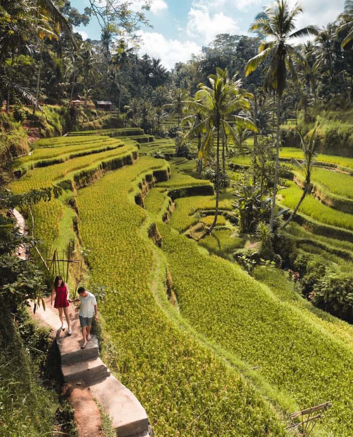Ubud: Full-Day Rice Terrace, Monkey Forest & Waterfall - Key things to know before you go