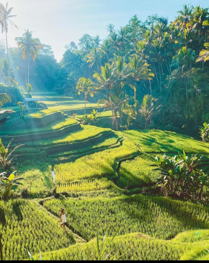 Ubud: Full-Day Rice Terrace, Monkey Forest & Waterfall - How Ubud’s highlights fit into one smooth 9-hour day