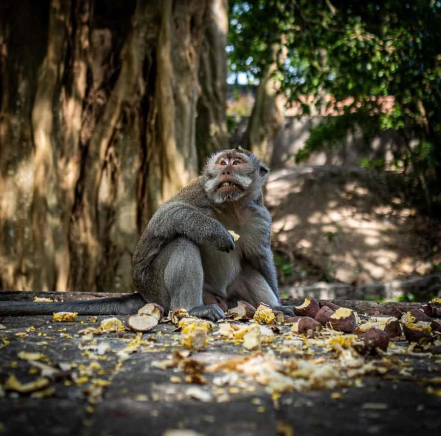 Ubud: Full-Day Rice Terrace, Monkey Forest & Waterfall - Tegalalang Rice Terrace: iconic views and the best way to walk them