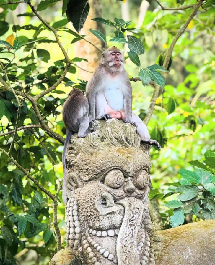 Ubud: Full-Day Rice Terrace, Monkey Forest & Waterfall - Tibumana Waterfall: a calm finale that depends on the weather