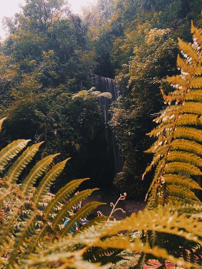 Ubud: Gorilla Face Quad Bike, Jungle Swing, Waterfall & Meal - Lunch timing, what is included, and how basic it really is
