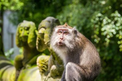 Monkey Forest and Rice Terrace Private Tour