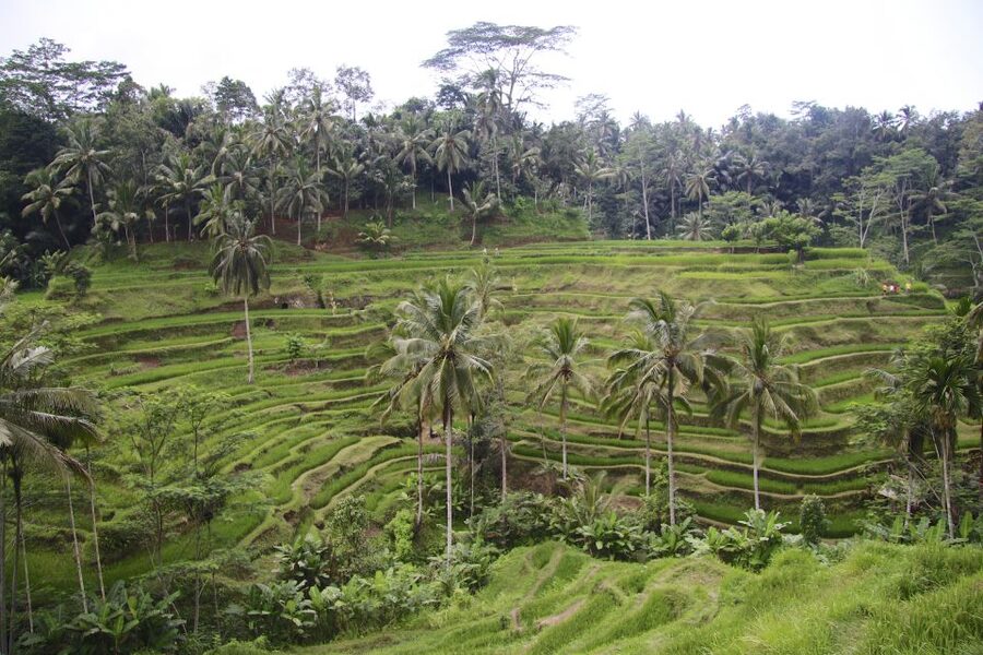 Ubud: Monkey Forest and Rice Terrace Private Tour - Central Ubud walking time, markets, and a relaxed ending