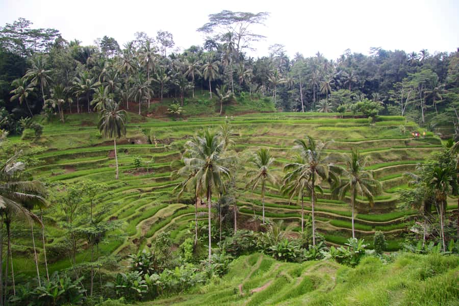 Ubud: Monkey Forest and Rice Terrace Private Tour - Private-style comfort, small group energy, and guide quality