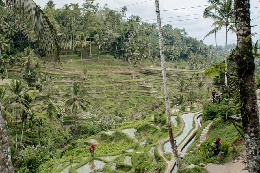 Ubud: Monkey Forest, Ceking Rice Terraces and More– Full Day - Getting Picked Up and Staying on Schedule (Without Losing Your Mind)