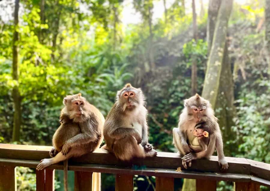 Ubud: Monkey Forest Sanctuary & Jungle Swing Tour - Why this Ubud combo works in real life