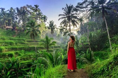 Monkey Forest Sanctuary & Jungle Swing Tour