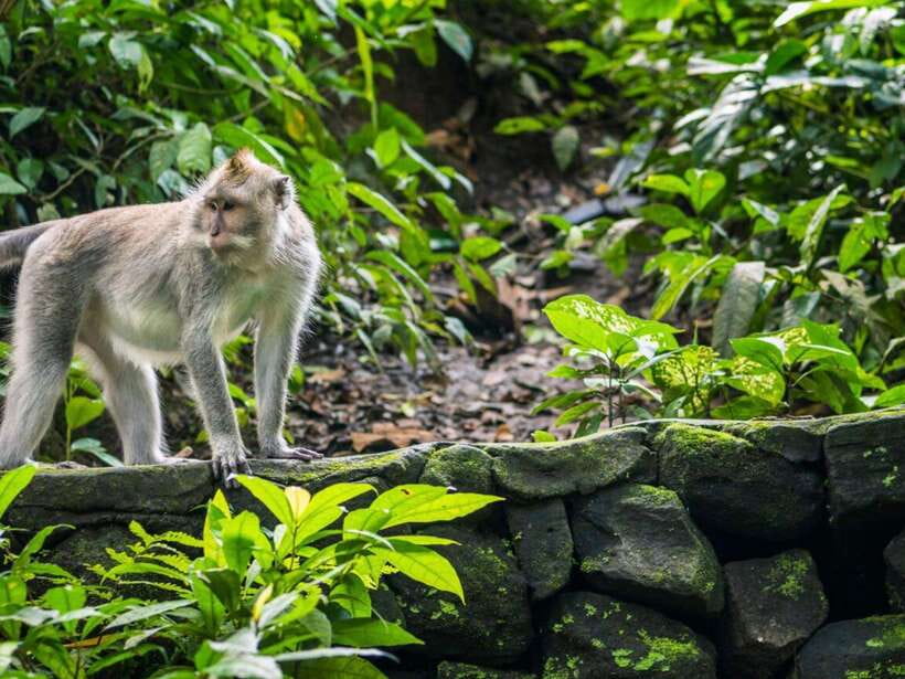 Ubud: Monkey Forest, Temple, Rice Terraces, Hidden Waterfall - Why this Ubud combo tour feels worth the long day