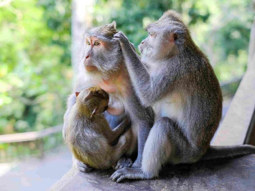 Ubud: Monkey Forest, Temple, Rice Terraces, Hidden Waterfall - Tegalalang rice terraces: photos are the easy part