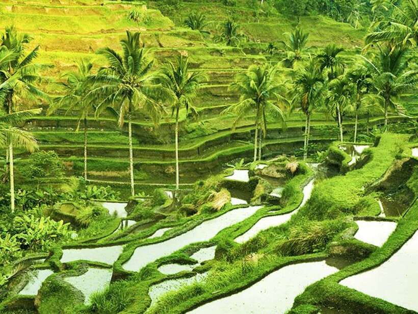 Ubud: Monkey Forest, Temple, Rice Terraces, Hidden Waterfall - Coffee plantation tasting: how Bali makes its coffee and tea
