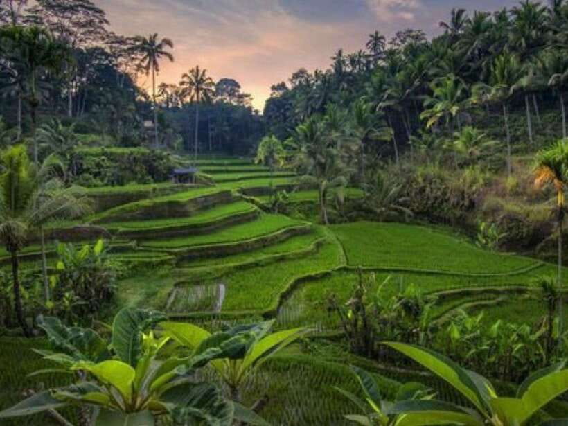 Ubud: Monkey Forest, Temple, Rice Terraces, Hidden Waterfall - Price and logistics: what $29 really buys you