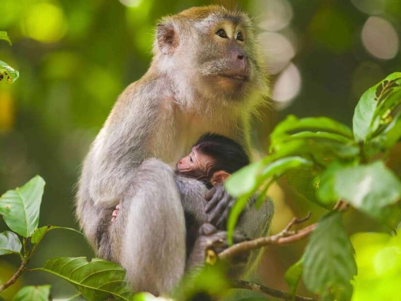 Ubud: Monkey Forest, Temple, Rice Terraces, Hidden Waterfall - Sacred Monkey Forest Sanctuary: the rules, the selfies, and the baby-monkey show