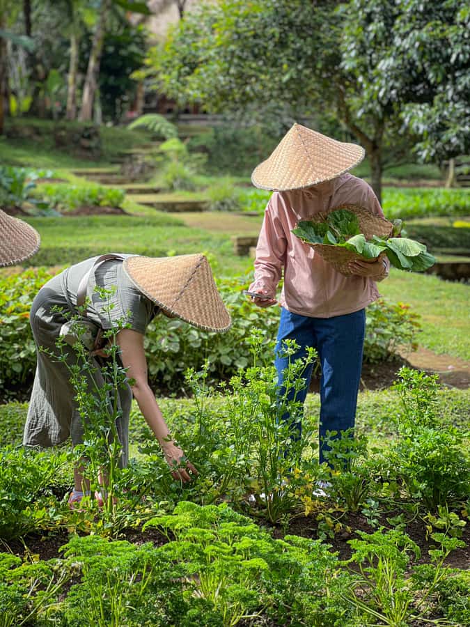 Ubud: Organic Farm Harvest, Bali Cooking Class by Pemulan - Should You Book Pemulan Bali Farm Cooking School?