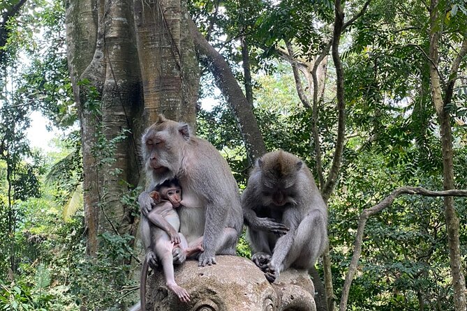 Ubud Private Tour: Monkey Forest, Rice Terrace, Temple, Waterfall - Seminyak to Ubud: the ride that makes the day work