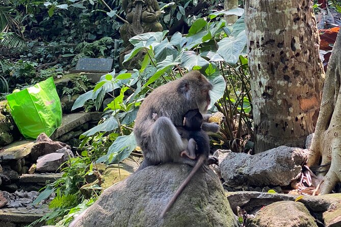 Ubud Private Tour: Monkey Forest, Rice Terrace, Temple, Waterfall - Monkey Forest sanctuary: macaques and three-temple energy