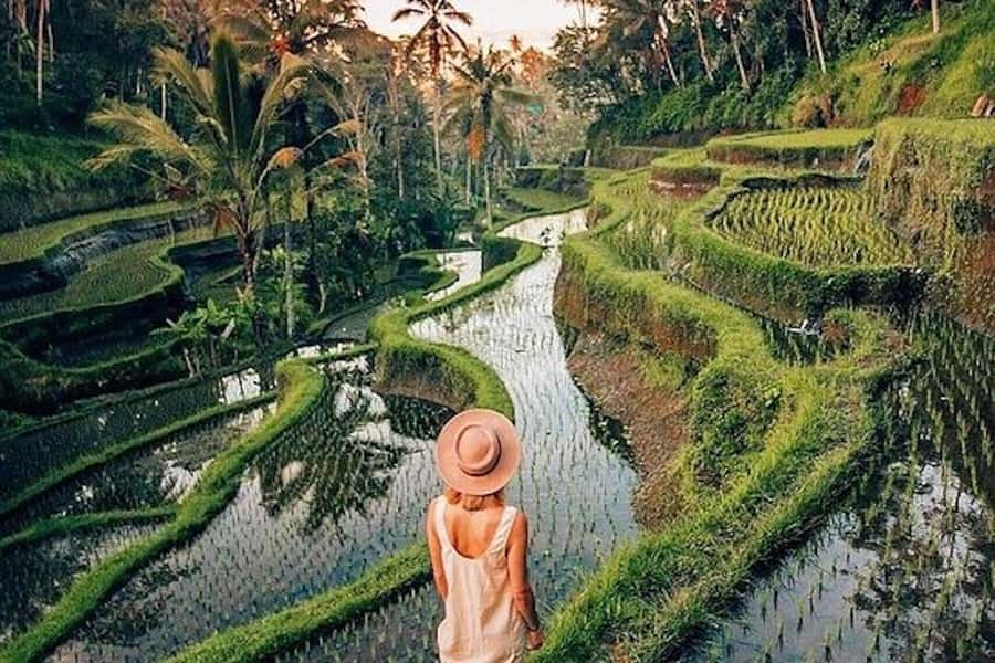 Ubud: Rice Terrace, Waterfall, & Elephant Cave - Tegalalang Ceking Rice Terrace Walk with Coconut-Framed Views