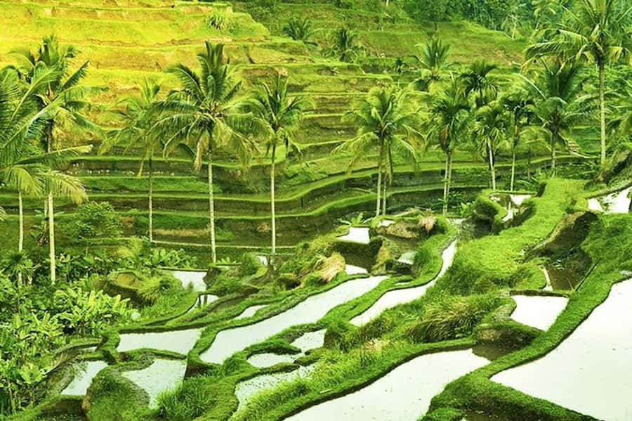 Ubud: Rice Terrace, Waterfall, & Elephant Cave - Timing, Comfort, and What to Bring