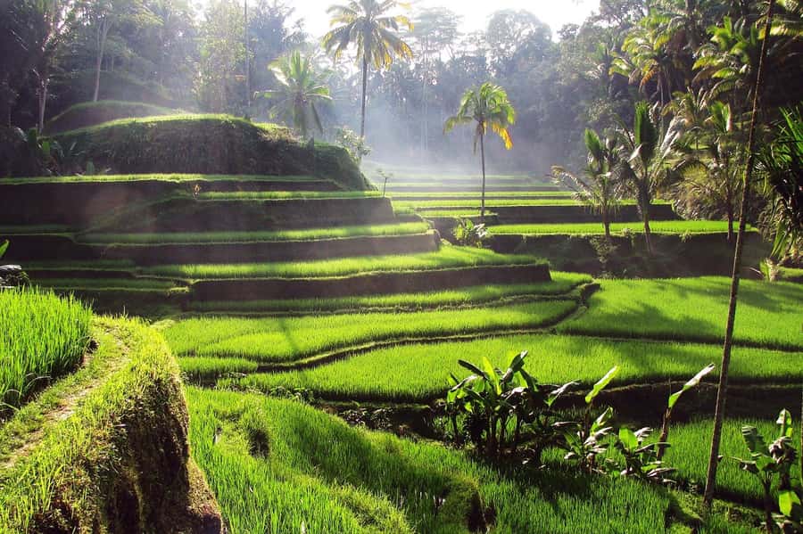 Ubud: Rice Terrace, Waterfall, & Elephant Cave - Choosing Your Guide and Making the Day Yours