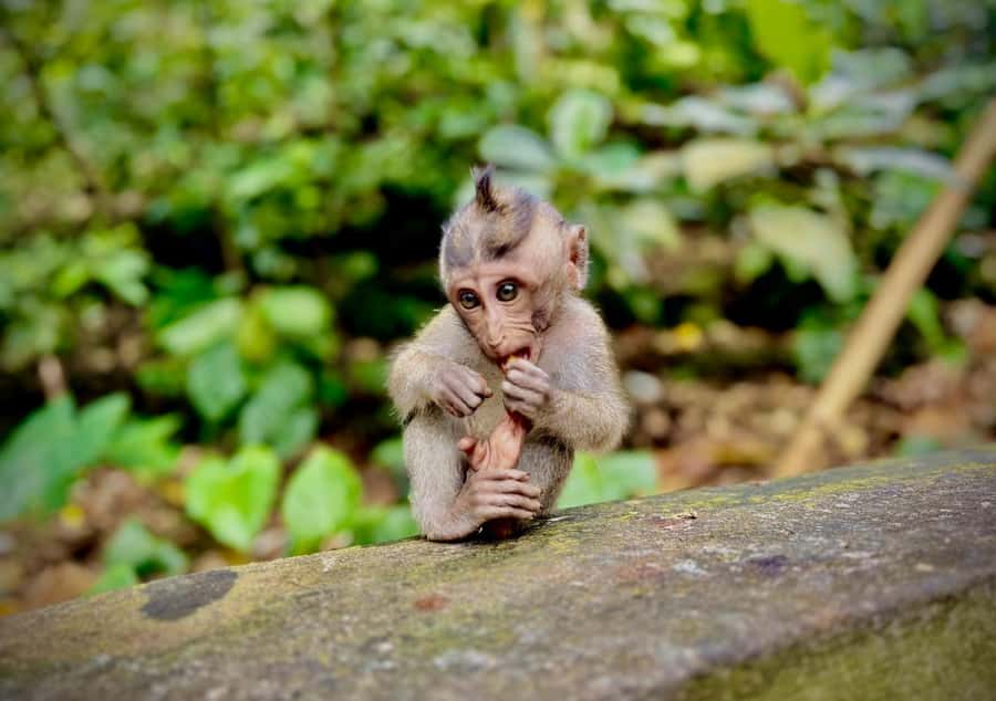 Ubud: Sacred Monkey Forest Sanctuary Ticket and Guided Tour - Getting there: transfers vs meeting at the entrance