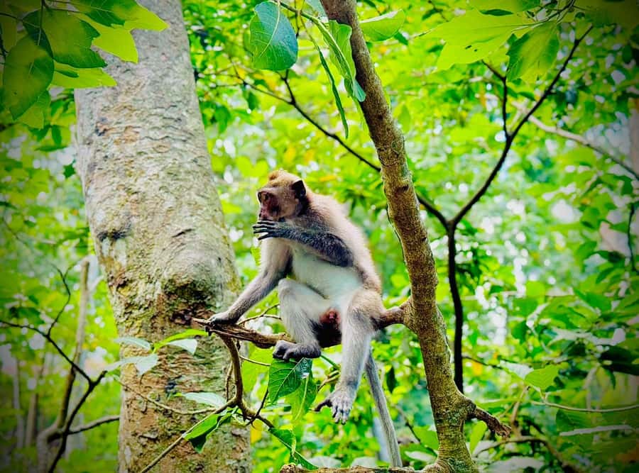 Ubud: Sacred Monkey Forest Sanctuary Ticket and Guided Tour - At the main entrance: pond koi and the first monkey rules