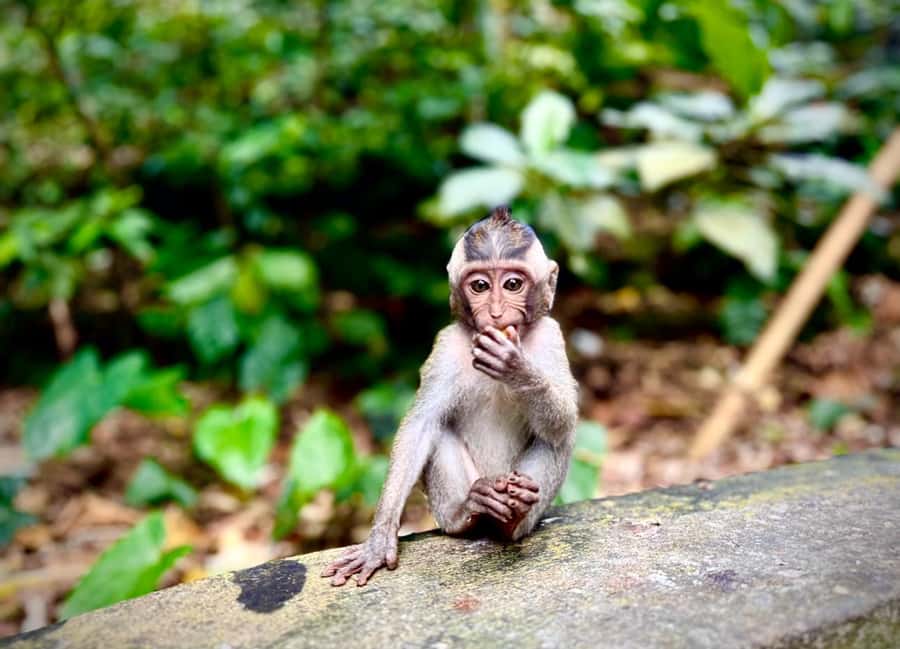 Ubud: Sacred Monkey Forest Sanctuary Ticket and Guided Tour - Pura Dalem Agung Padangtegal: village funeral temple and another monkey playground