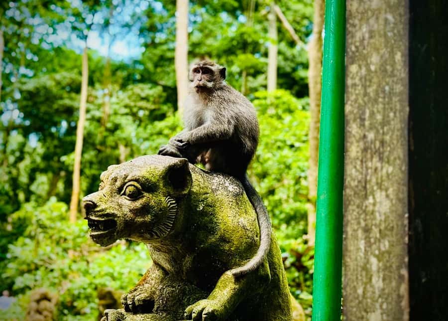 Ubud: Sacred Monkey Forest Sanctuary Ticket and Guided Tour - Price and value at around $16 per person