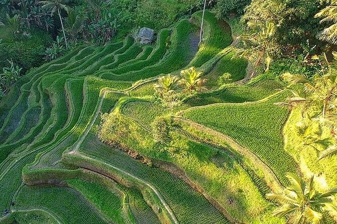 Ubud: Swing - Monkey Forest - Waterfall - Temple - Rice Terraces - Art Crafts - Gallery Ada Garuda: woodcarving art crafts stop with free entry