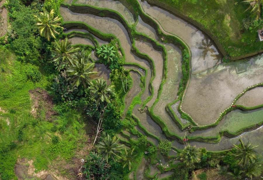 Ubud: Tegalalang Rice Terrace Photos Tour with Swing Ticket - Tegalalang rice terraces: what makes this walk so photogenic